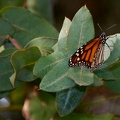 dsc0007.jpg