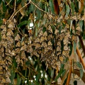 dsc0009