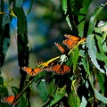dsc0043