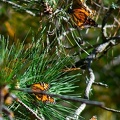 dsc0044.jpg