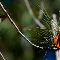 dsc0079.jpg
