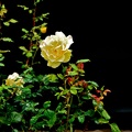dsc0035