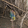 dsc0027
